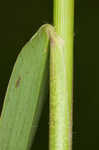 Woolly rosette grass